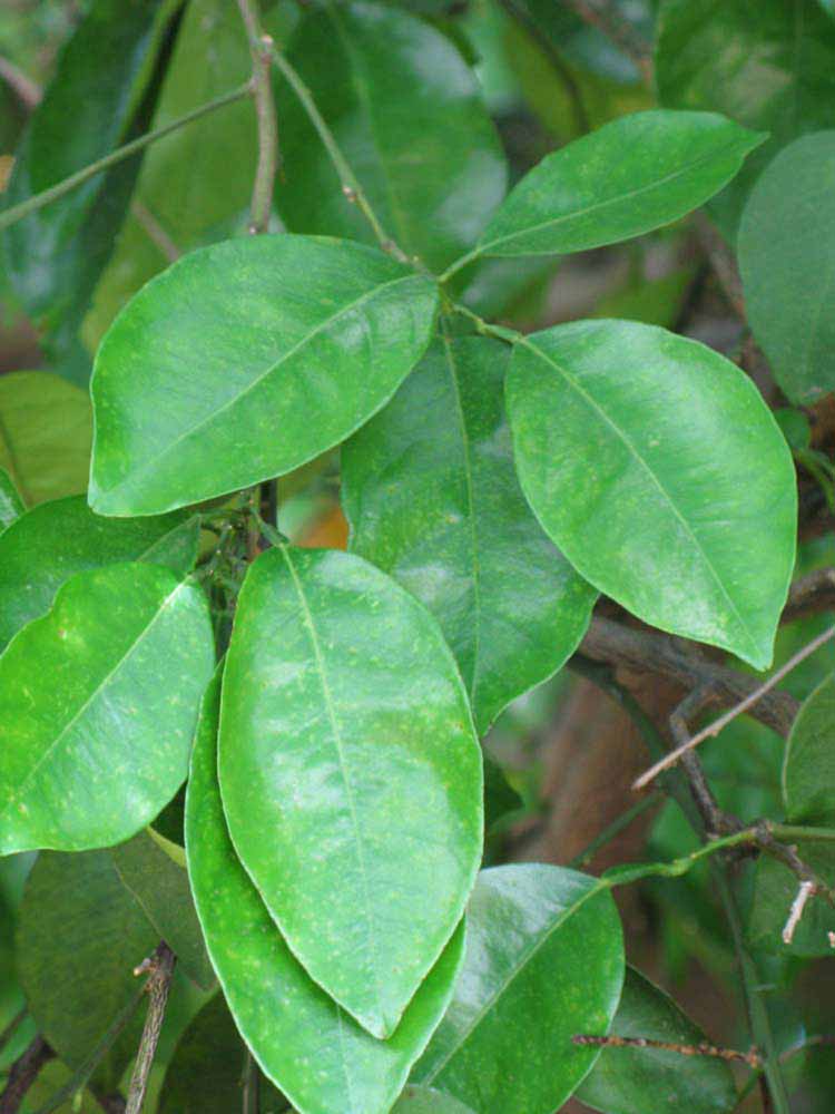              Shade leaves (Winter Haven, FL)       